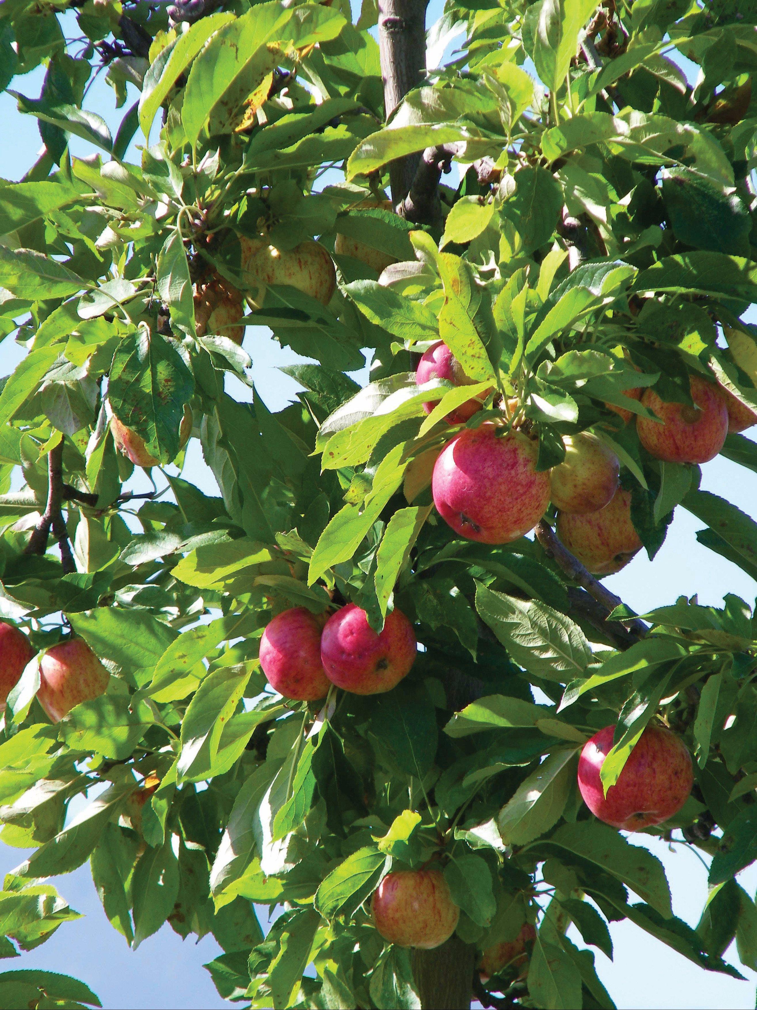 Avro Park Orchards