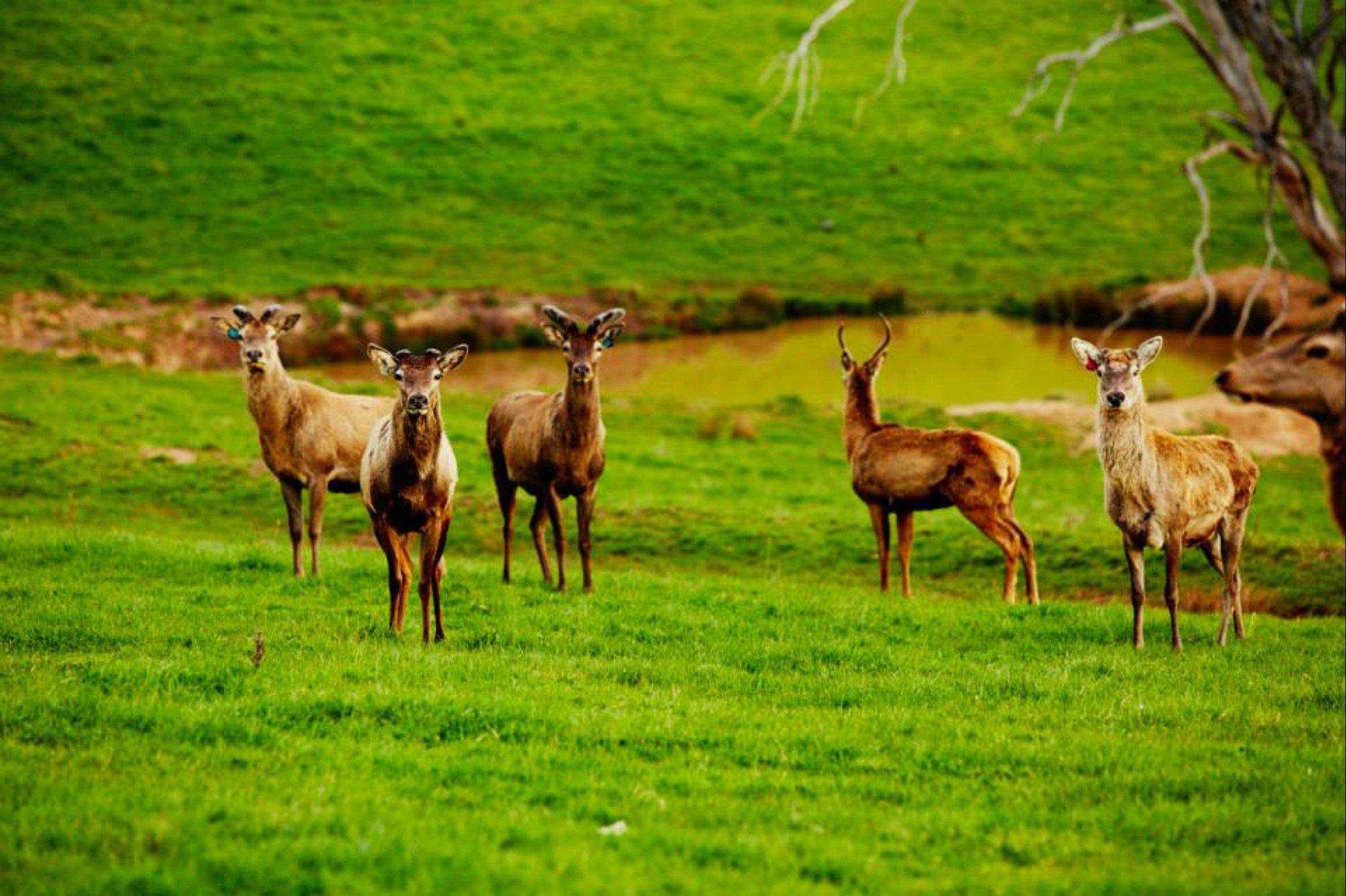 Mandagery Creek Venison