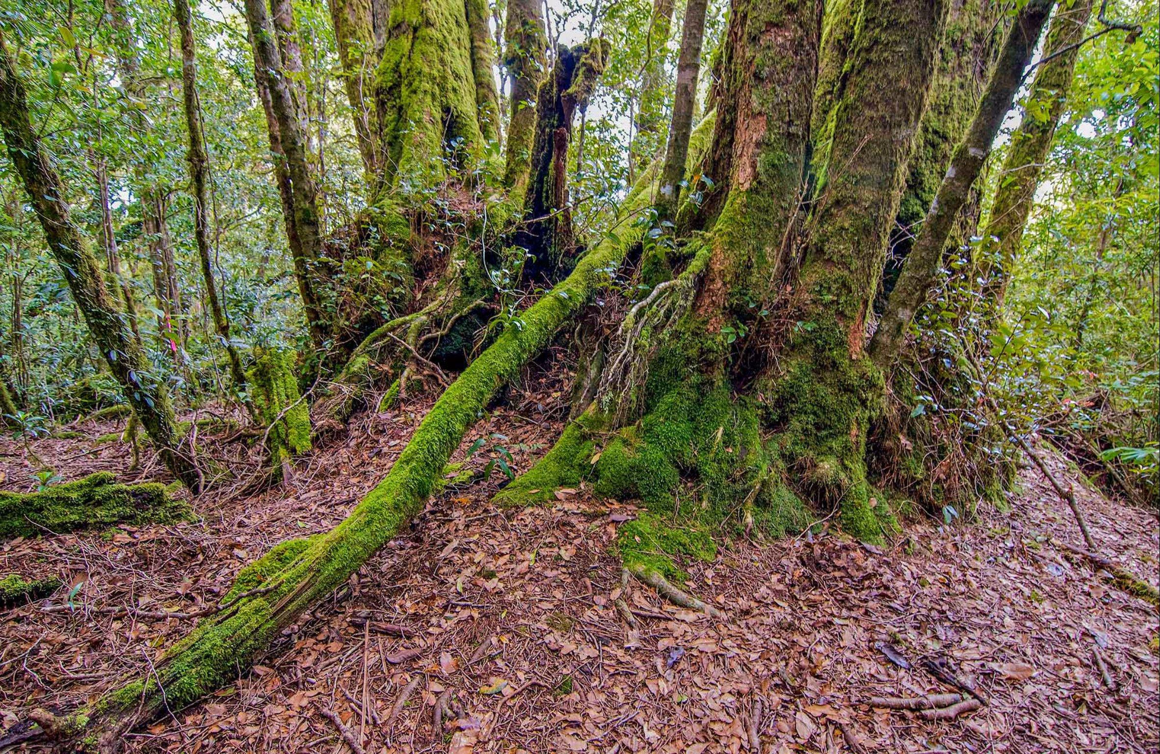 Falcorostrum Loop Walking Track