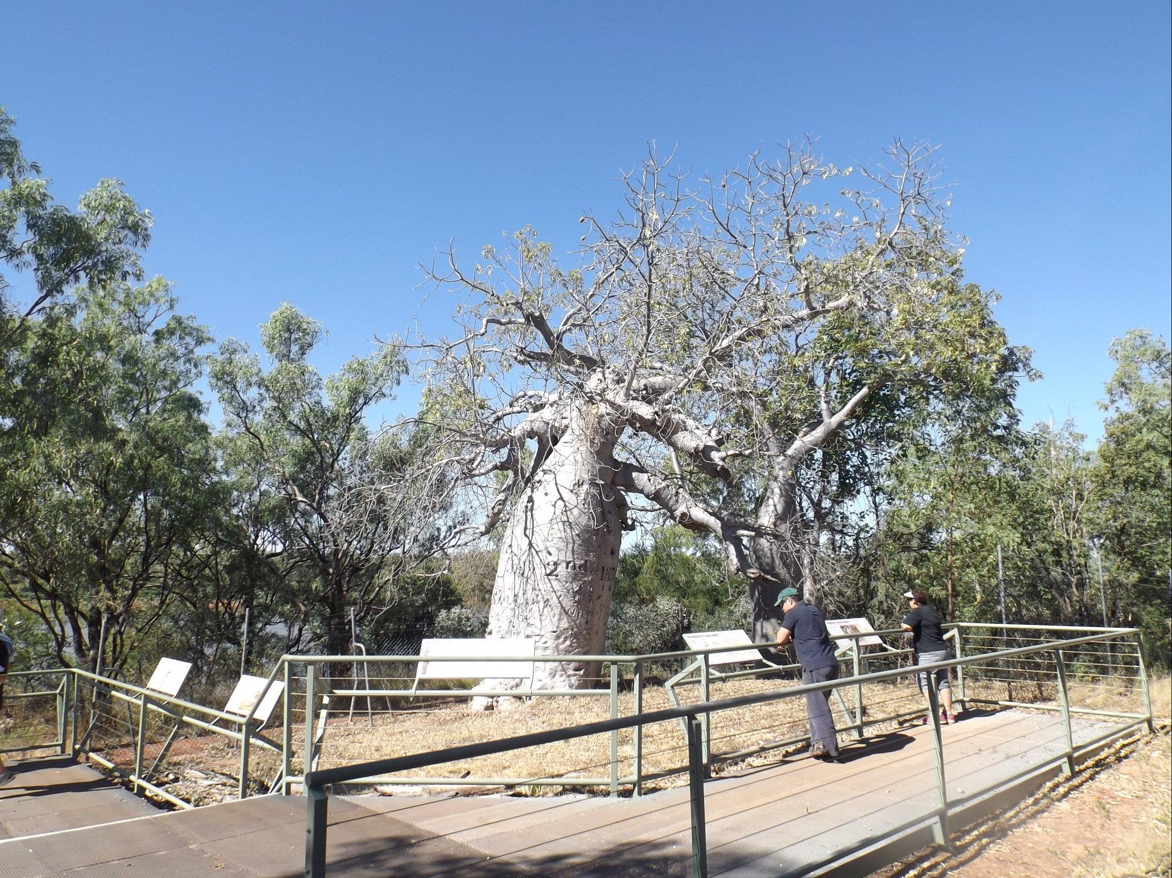 Gregory's Tree, Timber Creek