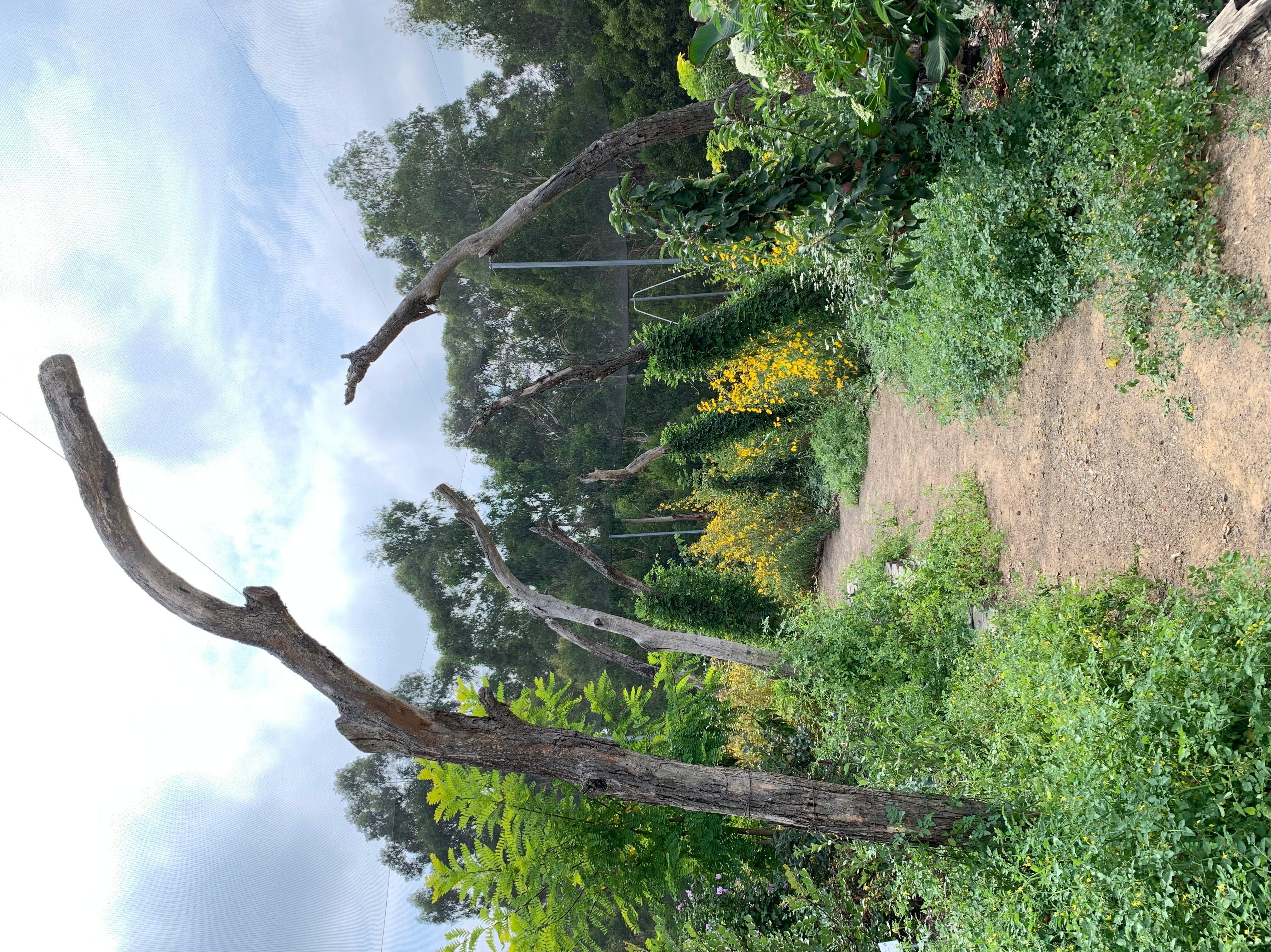 Edible Forest Yarra Valley