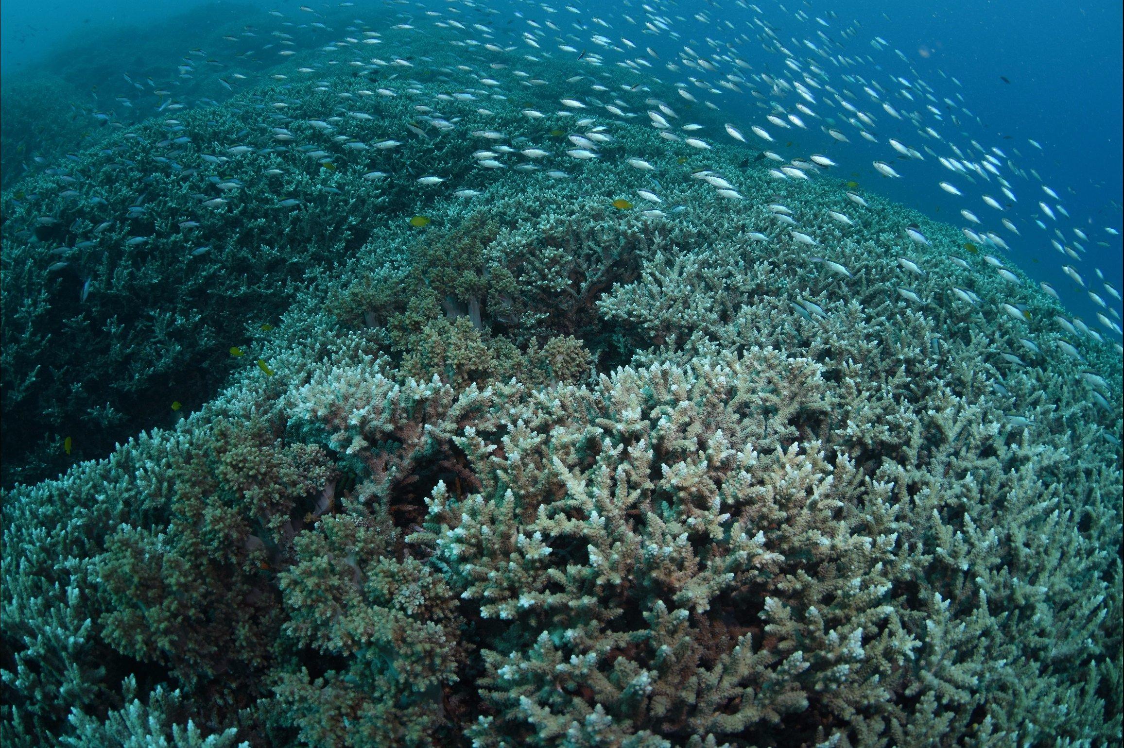 Coral Gardens