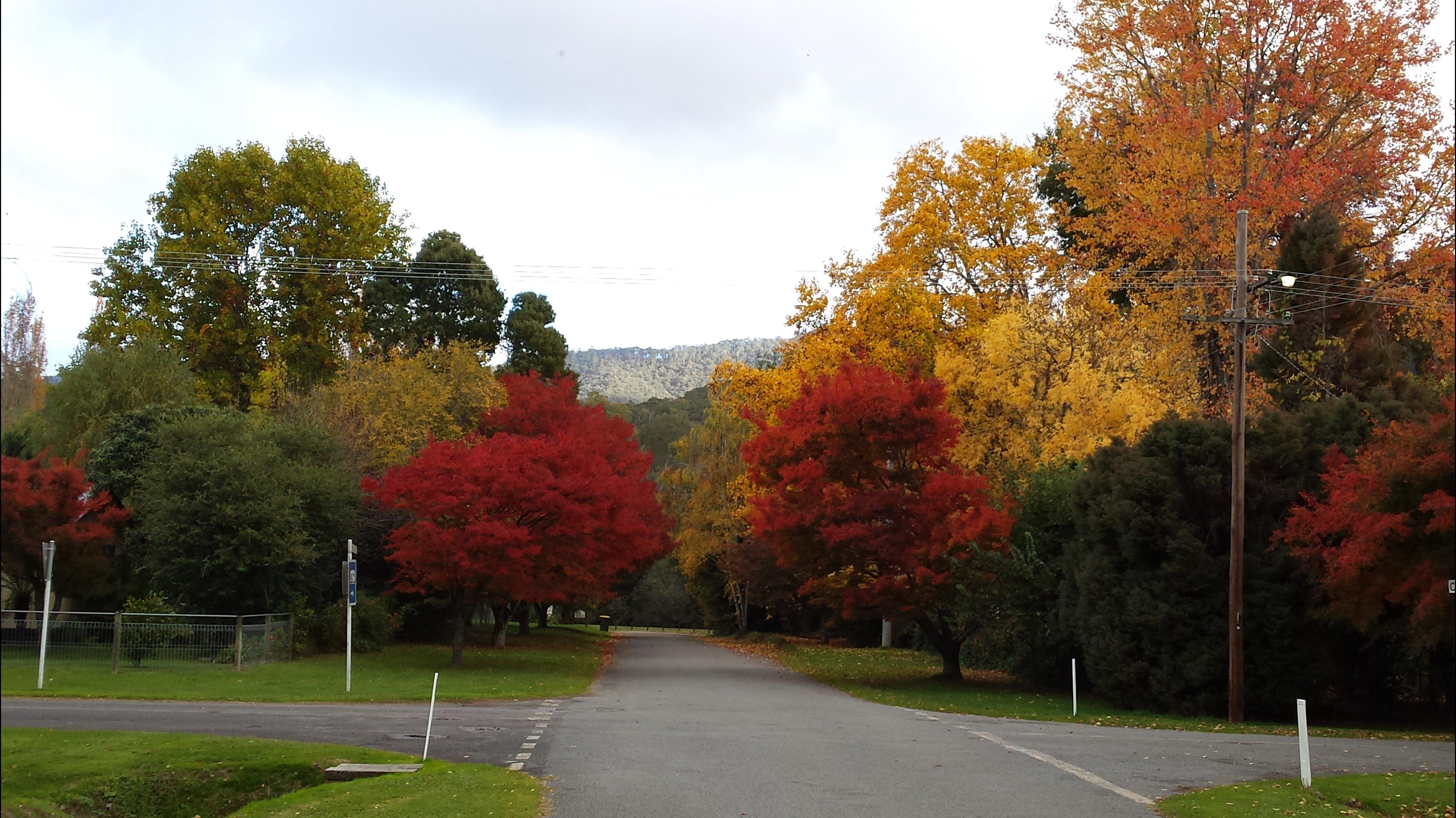 Jamieson Significant Trees