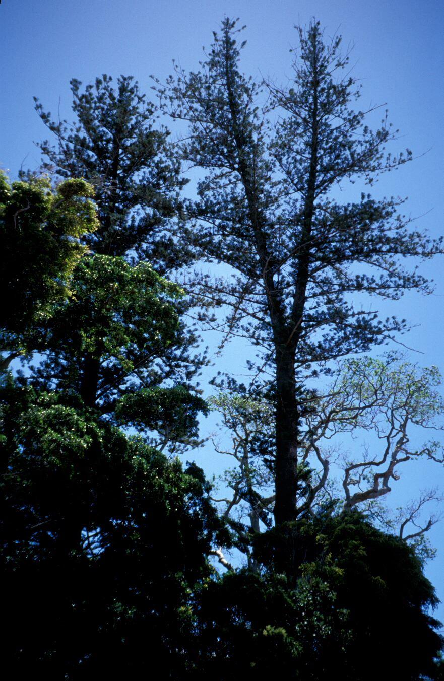 Norfolk Island Pine Trees, Shore Street Cleveland