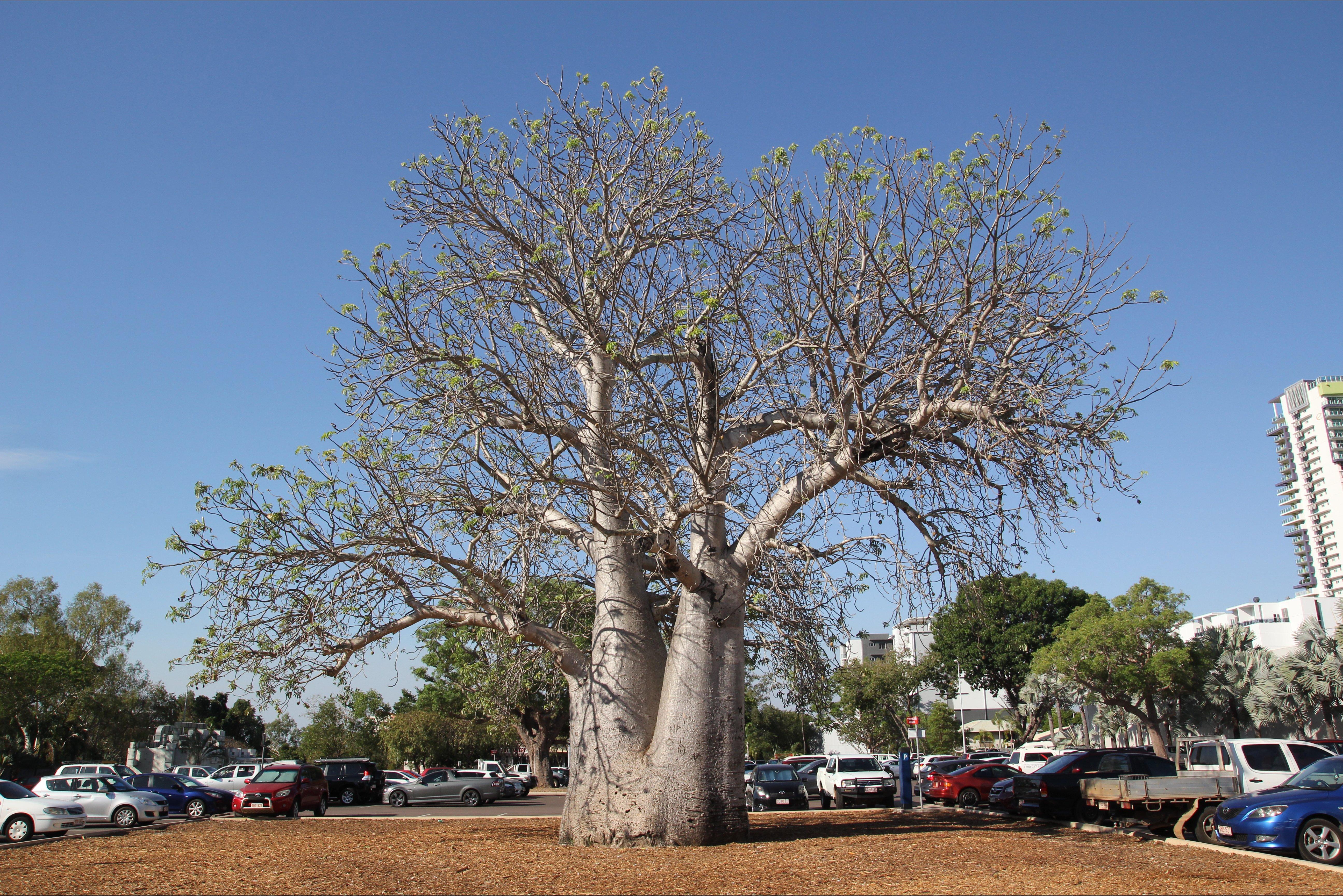 Old Boab Tree in Cavenagh Street