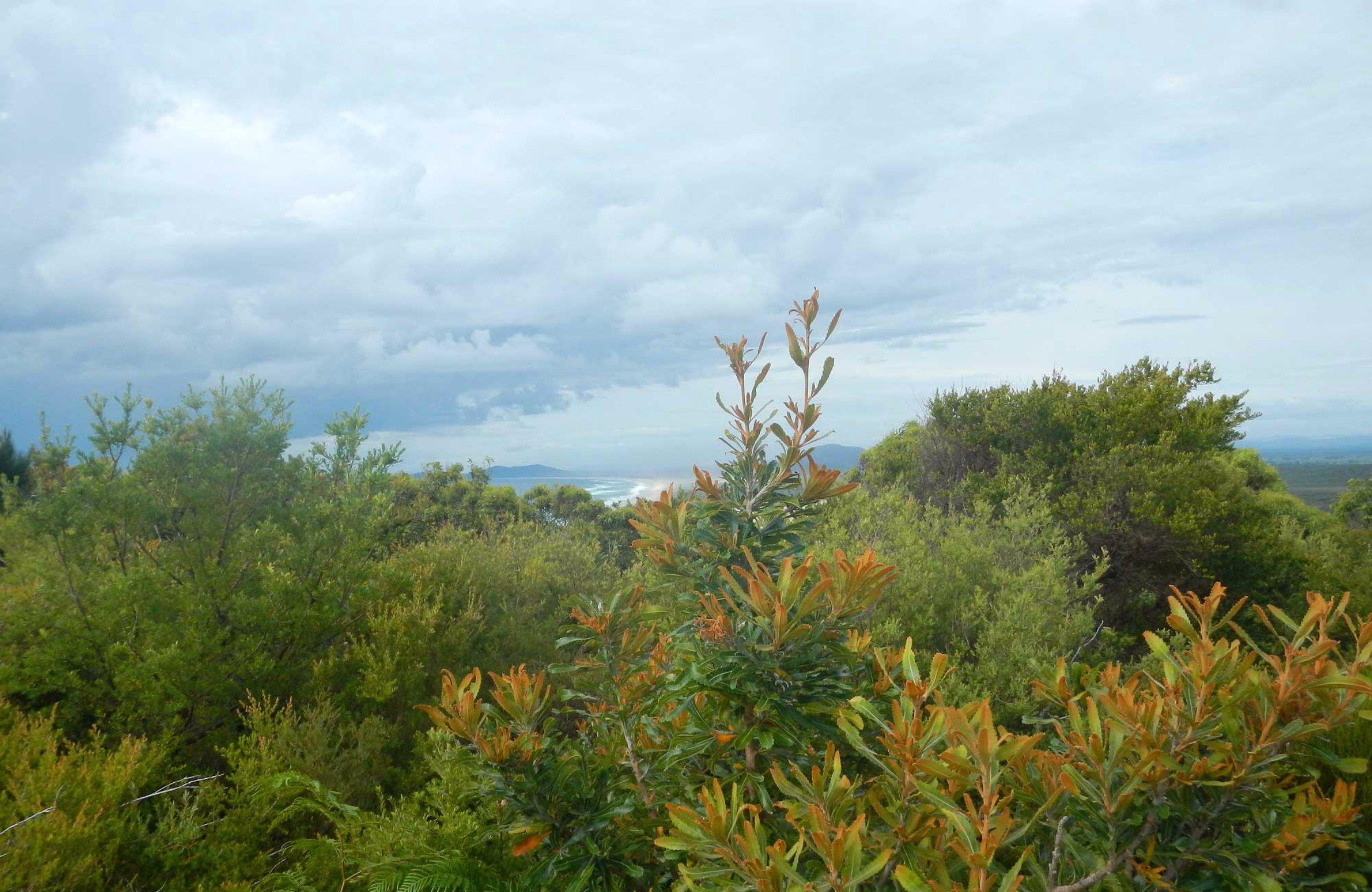 Kinchela Trig Lookout Walk