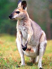 Venman Bushland National Park