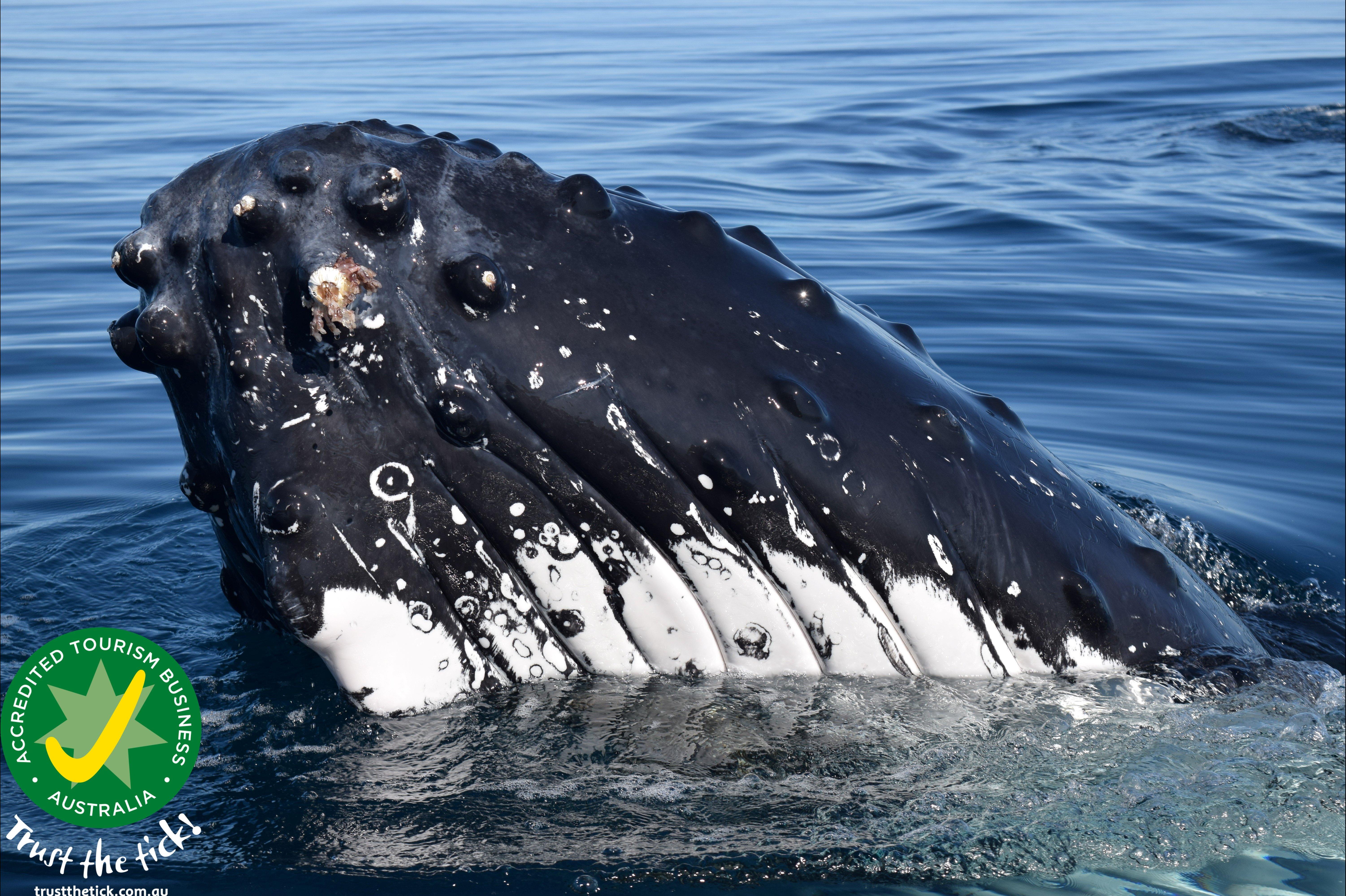 Whale Watching Busselton