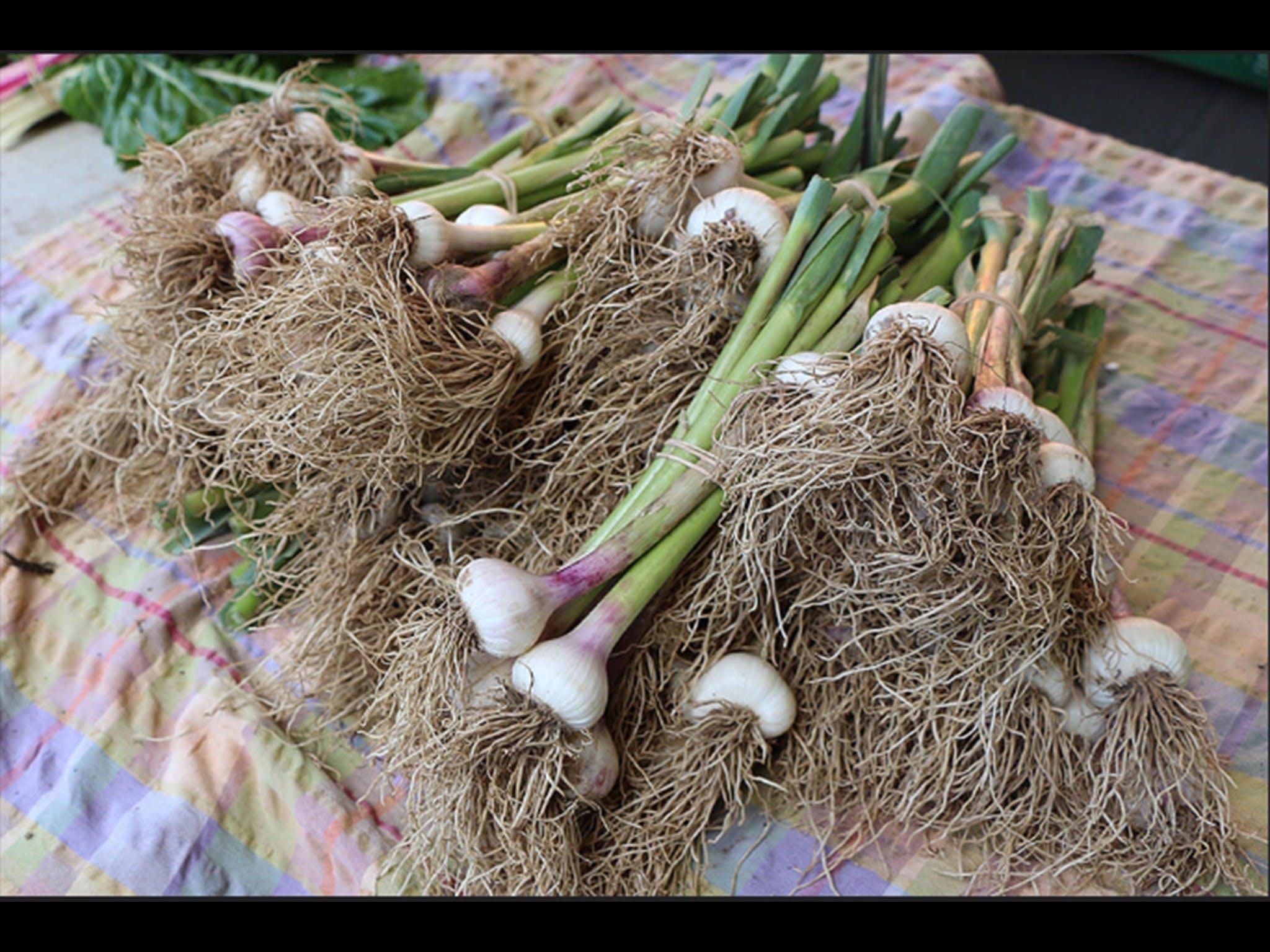 Queanbeyan Town Market