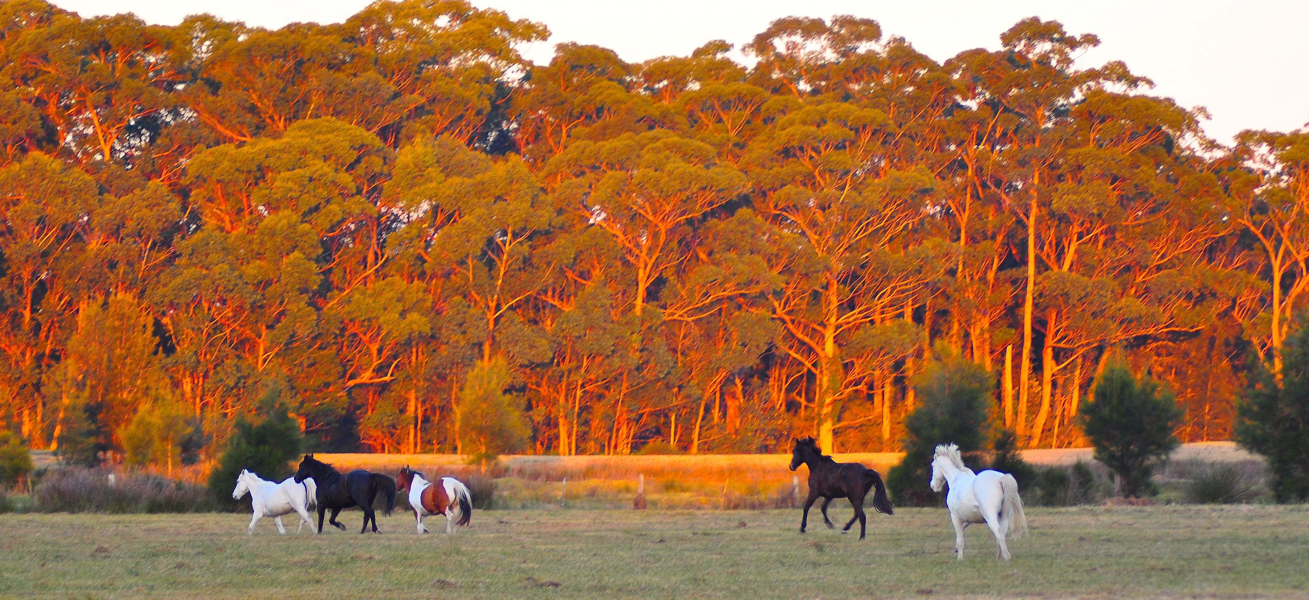 Horse Riding at Oaks Ranch and Country Club